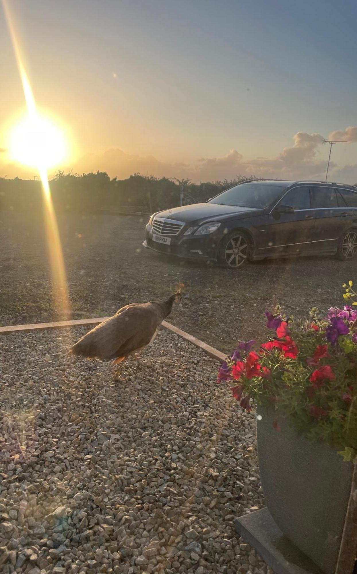 Family And Pet Friendly Farm Stay Ballyshannon Luaran gambar