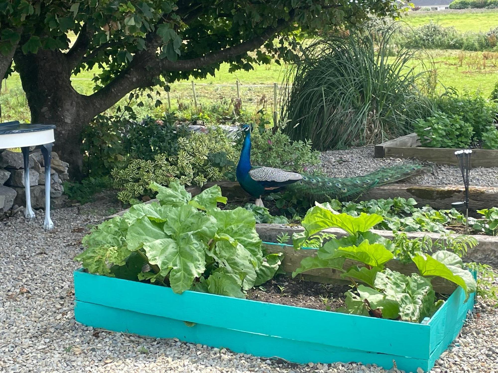 Family And Pet Friendly Farm Stay Ballyshannon Luaran gambar